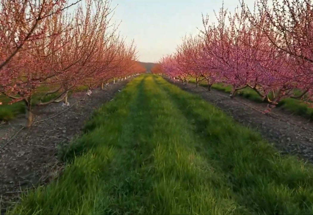 Brecknock Orchard 1